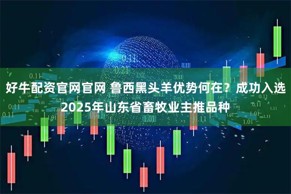 好牛配资官网官网 鲁西黑头羊优势何在？成功入选2025年山东省畜牧业主推品种